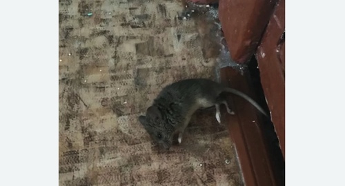 Дезинфекция от мышей в Крымске