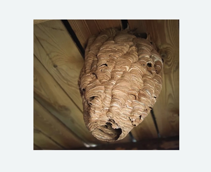 обработка от шершней в Крымске