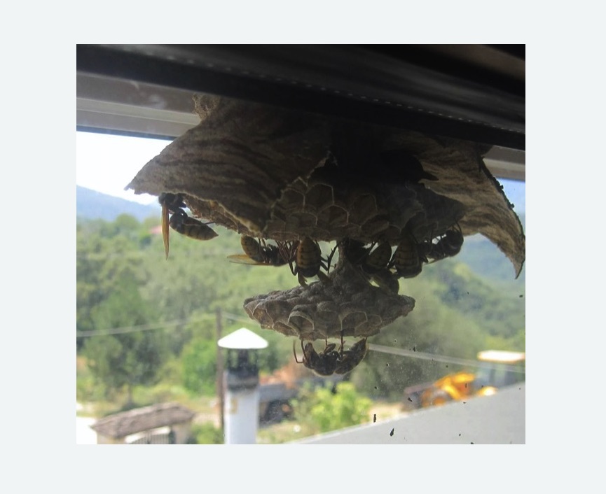 Уничтожение гнёзд шершней в Крымске