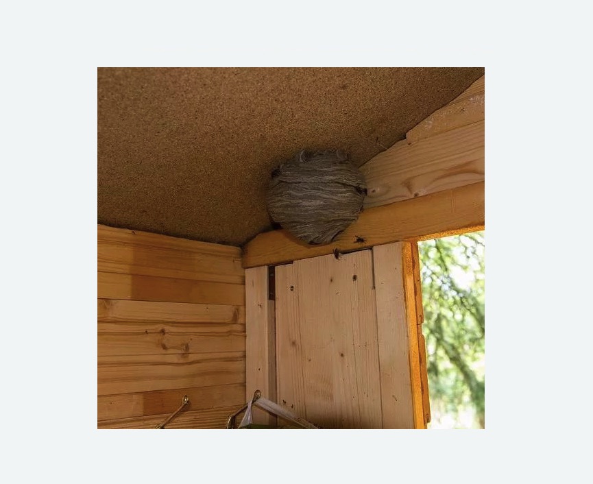 Обработка от ос в Крымске Обработка от ос