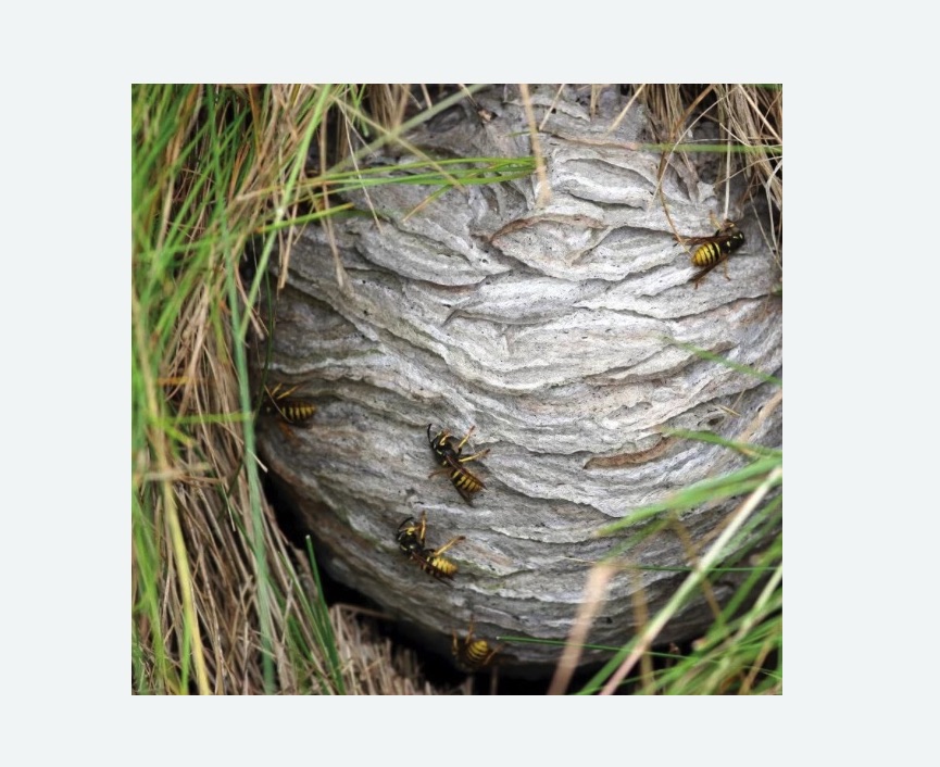 Уничтожение ос и ульев Уничтожение ос и ульев в Крымске