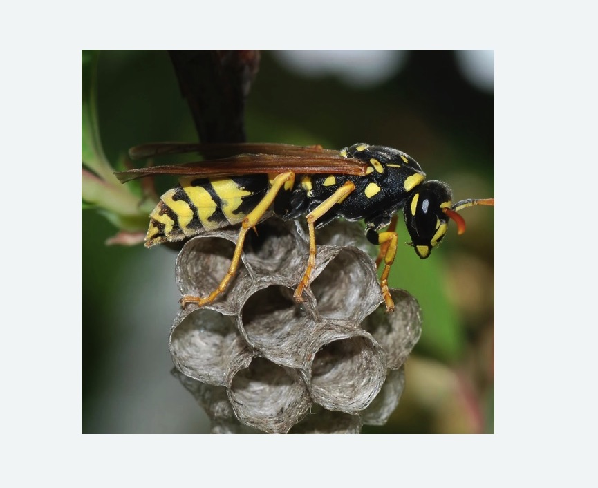 оса и улей фото осы